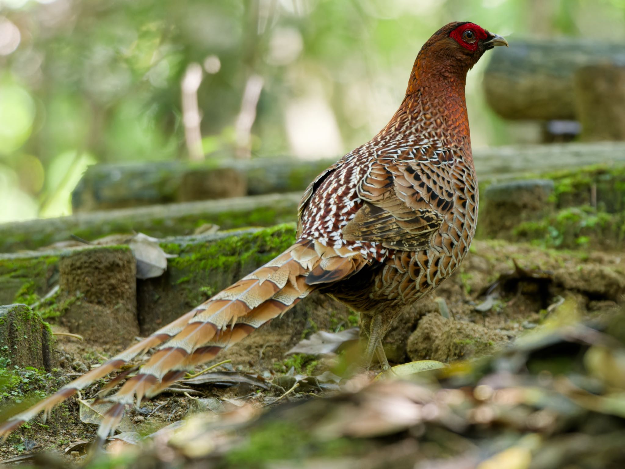 Photo of Copper Pheasant at 姫路市 by speedgame