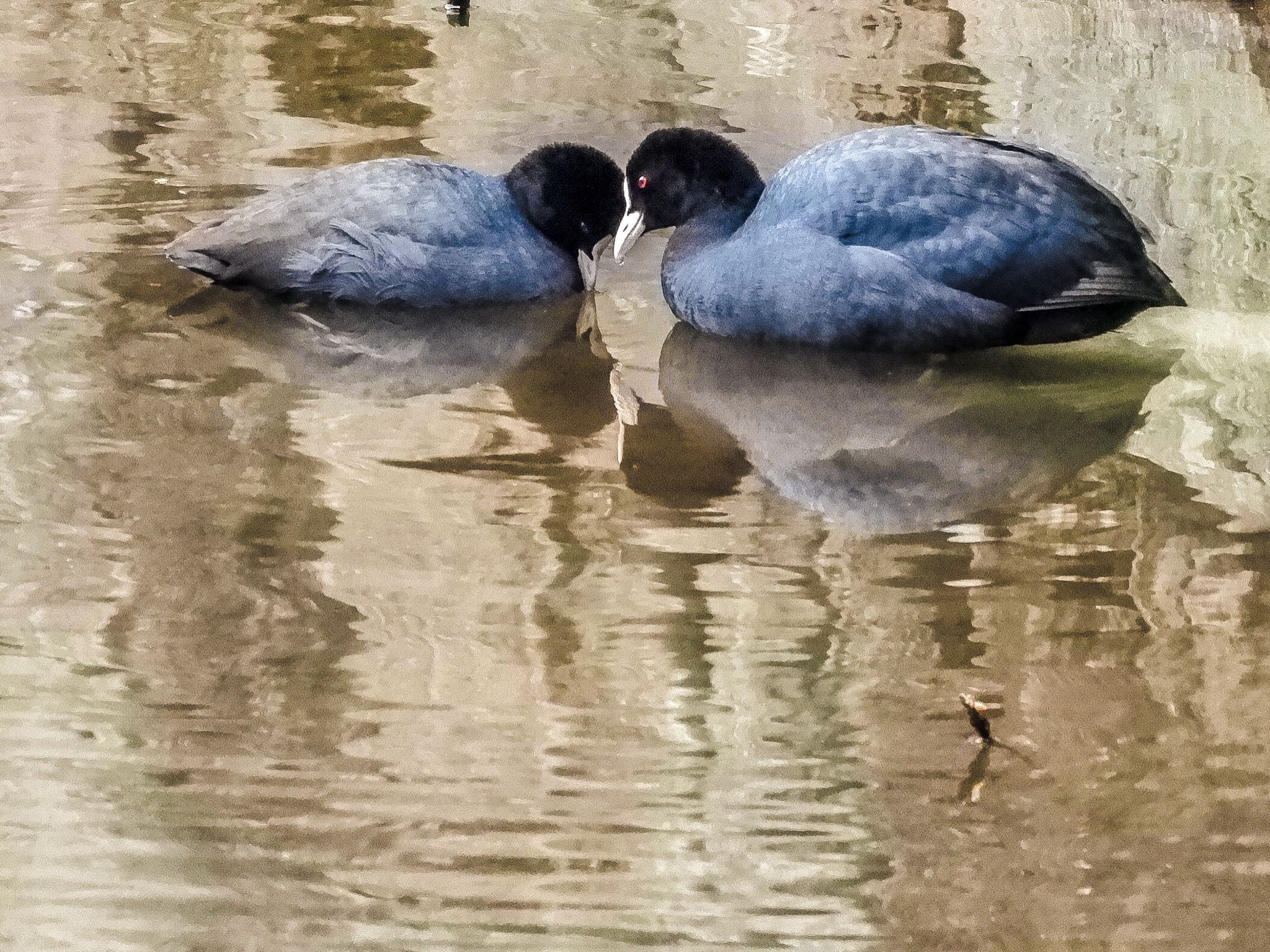 Photo of Eurasian Coot at 小田原城址公園(小田原城) by tomo