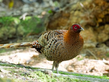 Copper Pheasant 姫路市 Thu, 5/2/2024