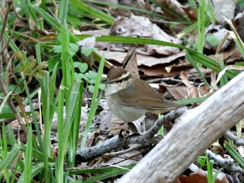 Asian Stubtail Nishioka Park Fri, 5/3/2024