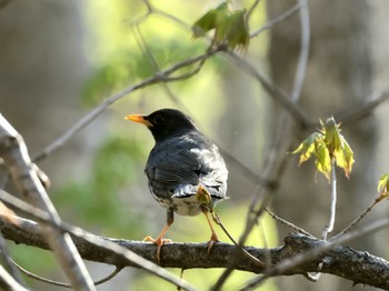 Japanese Thrush Nishioka Park Fri, 5/3/2024