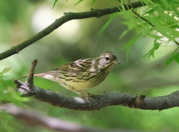 Grey Bunting 多摩地区 Sun, 4/28/2024