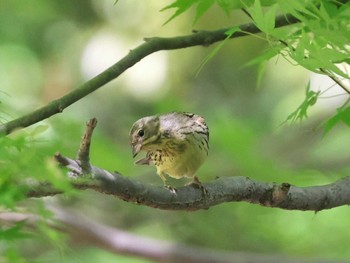 Grey Bunting 多摩地区 Sun, 4/28/2024