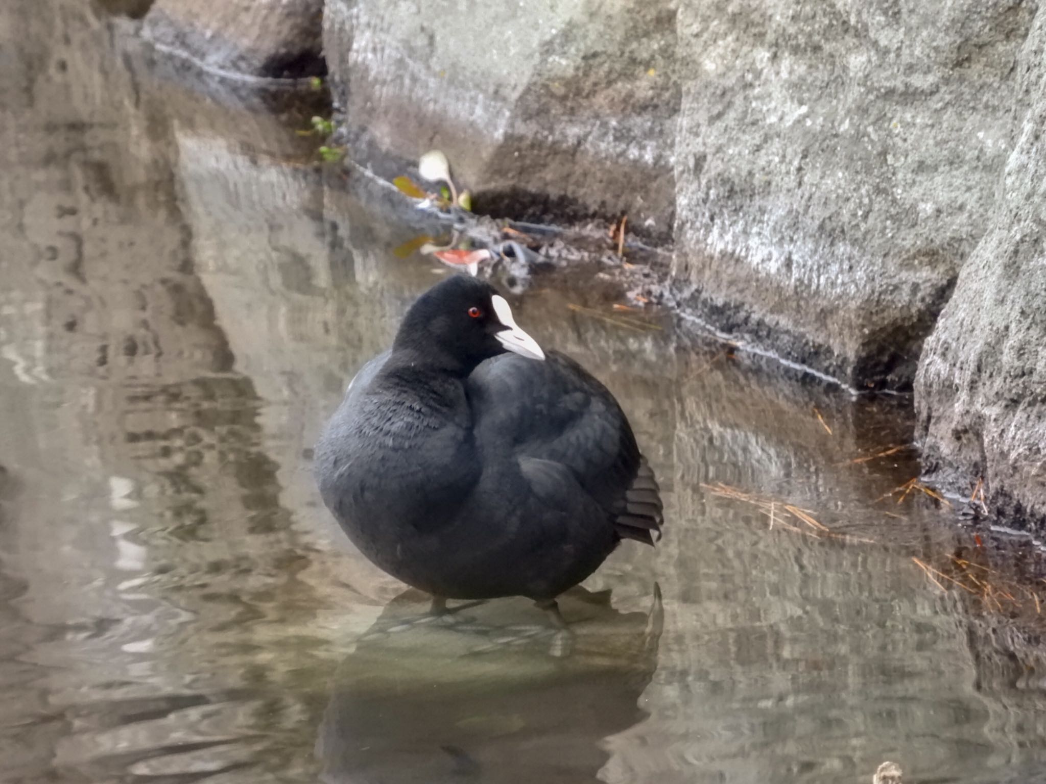 Photo of Eurasian Coot at 小田原城址公園(小田原城) by tomo