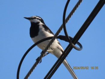 White Wagtail 自宅周辺 Thu, 5/2/2024