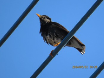 White-cheeked Starling 自宅周辺 Thu, 5/2/2024