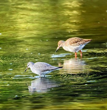 Grey-tailed Tattler Kasai Rinkai Park Fri, 5/3/2024