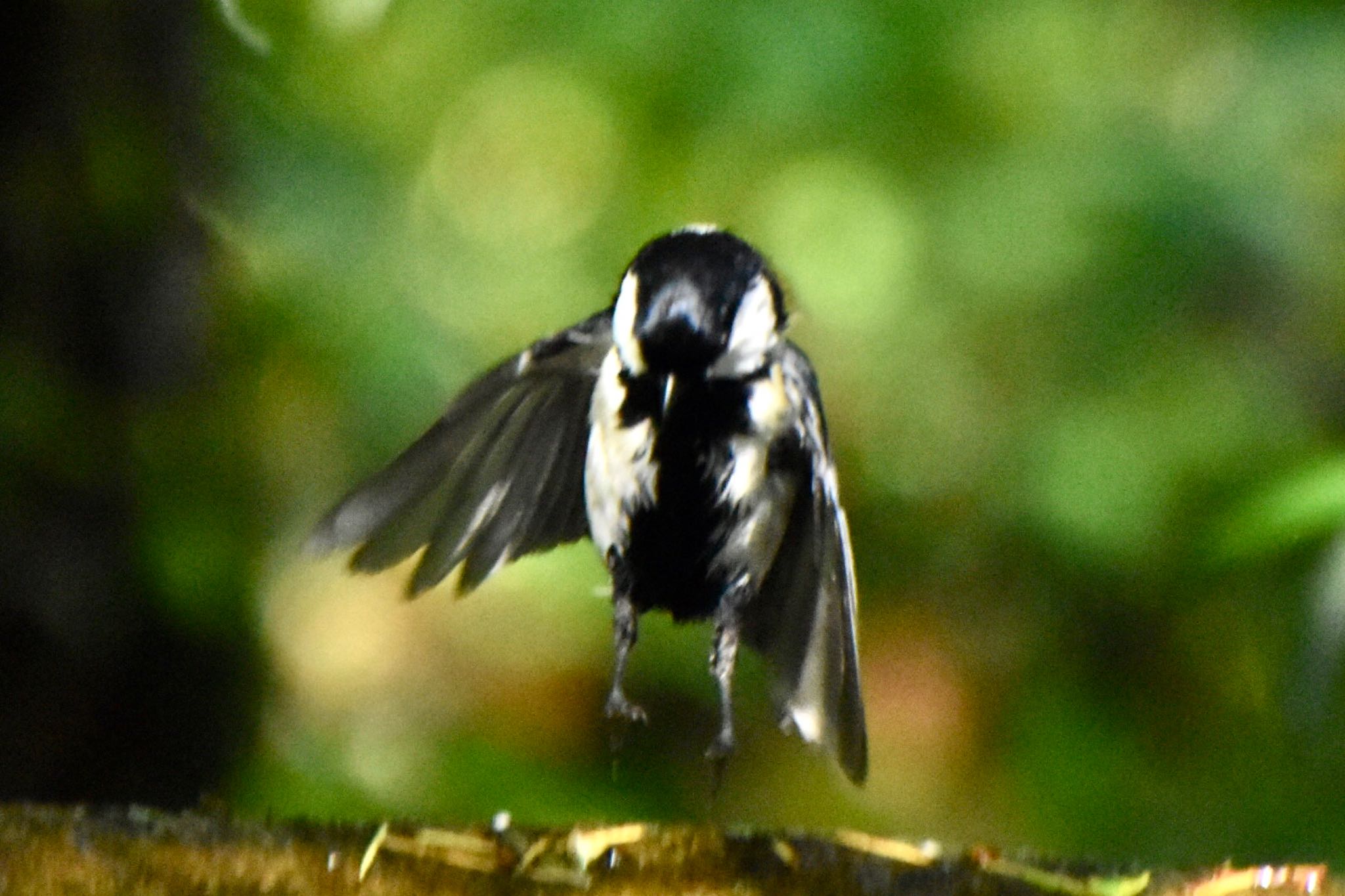 シジュウカラ