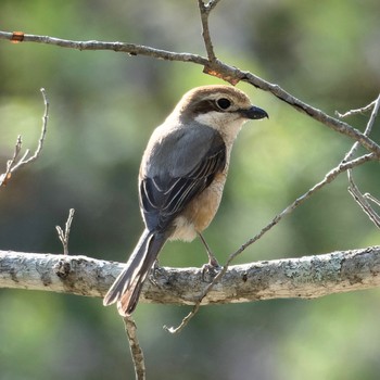 Bull-headed Shrike Nishioka Park Fri, 5/3/2024