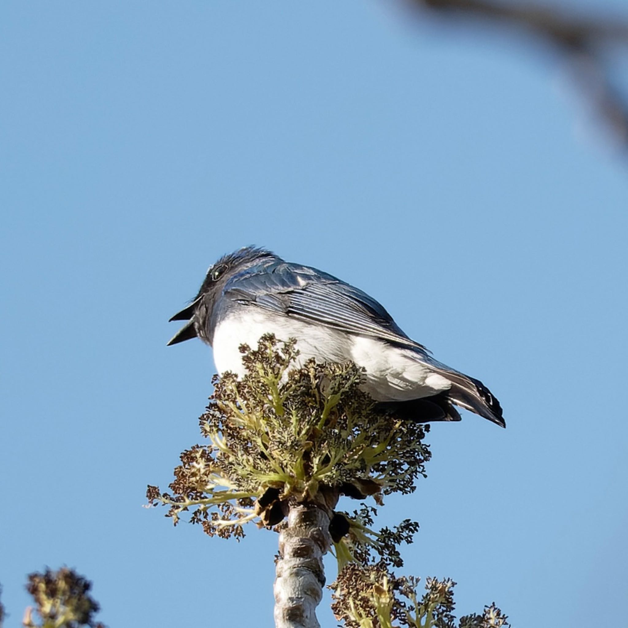 Photo of Blue-and-white Flycatcher at Nishioka Park by haha.9535