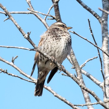 Dusky Thrush Nishioka Park Fri, 5/3/2024