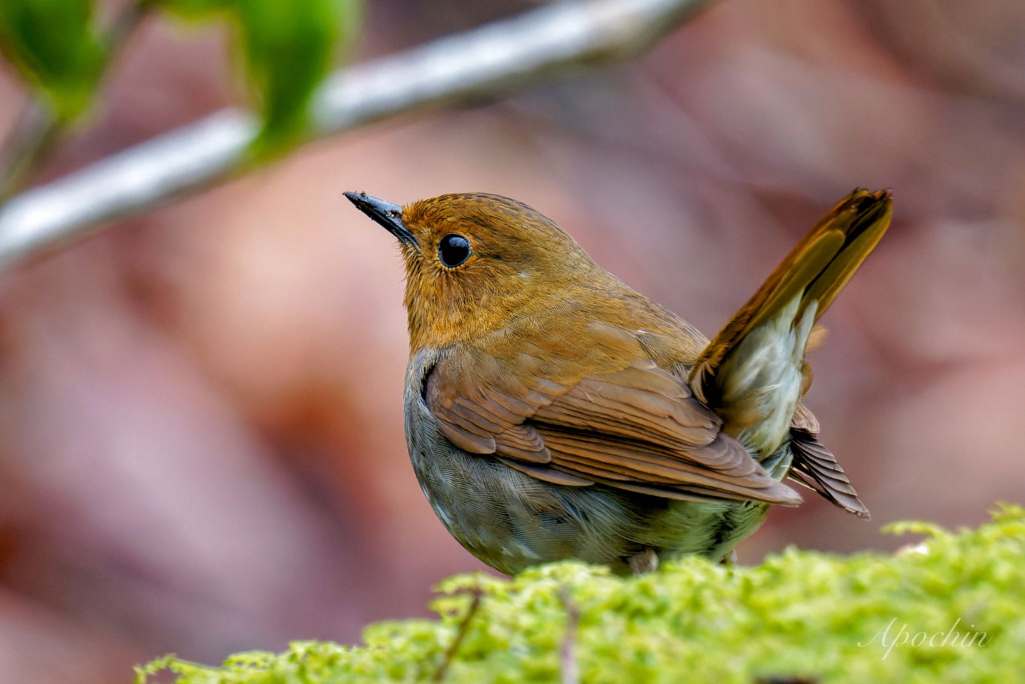 Japanese Robin