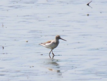 Marsh Sandpiper Kabukuri Pond Mon, 4/29/2024