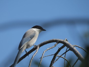 2024年5月3日(金) 筑西市の野鳥観察記録