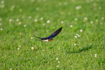 Barn Swallow 八景水谷公園 Thu, 5/2/2024