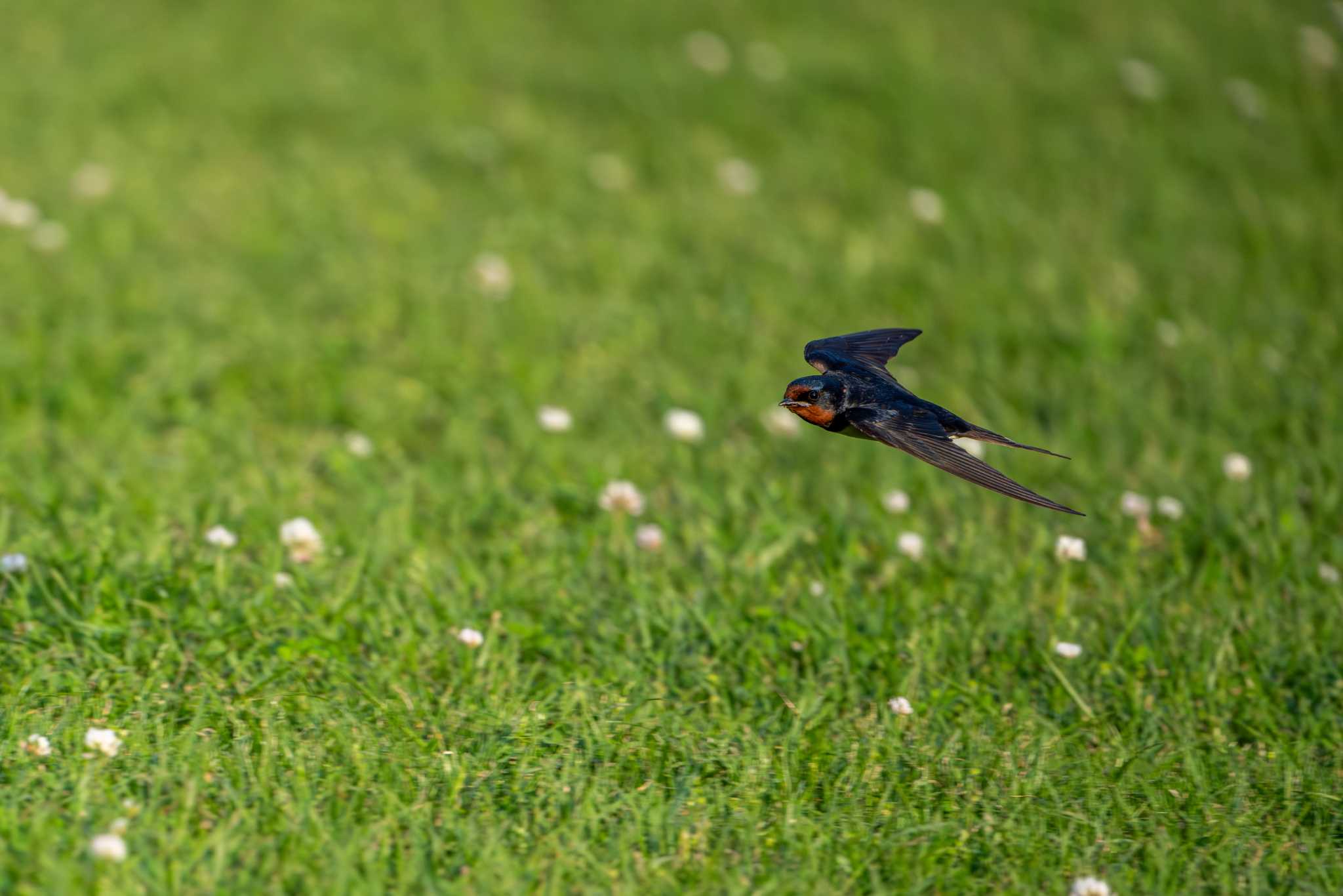 Photo of Barn Swallow at 八景水谷公園 by たけし