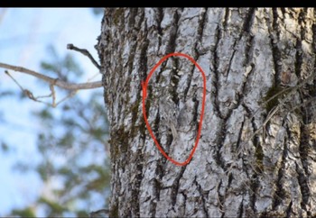 Eurasian Treecreeper(daurica) 神楽岡公園 Sat, 4/6/2024