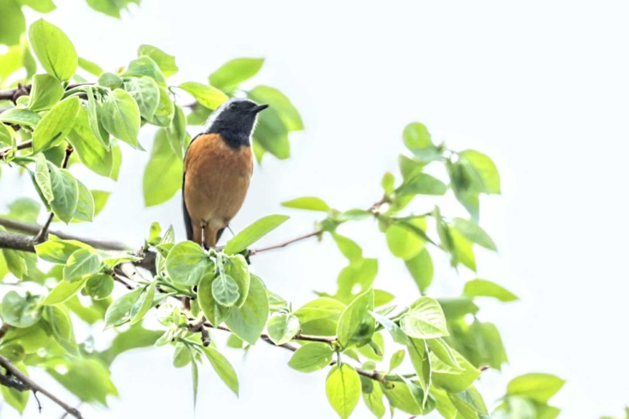 Photo of Daurian Redstart at 長野県南佐久郡 by カルル