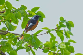 Daurian Redstart 長野県南佐久郡 Sun, 4/28/2024