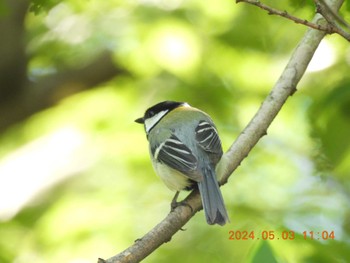 Japanese Tit 祖父江ワイルドネイチャー緑地 Fri, 5/3/2024