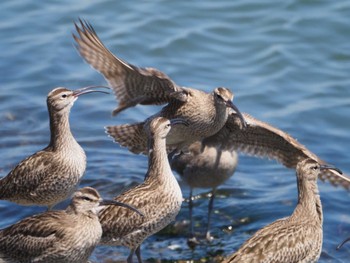 2024年5月3日(金) 日の出三番瀬沿い緑道の野鳥観察記録