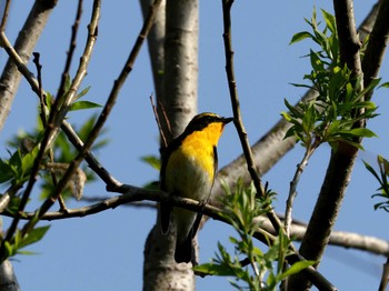 Narcissus Flycatcher Nishioka Park Fri, 5/3/2024