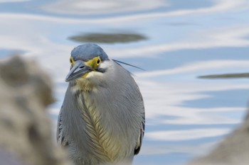 Striated Heron 東京都 Thu, 5/2/2024