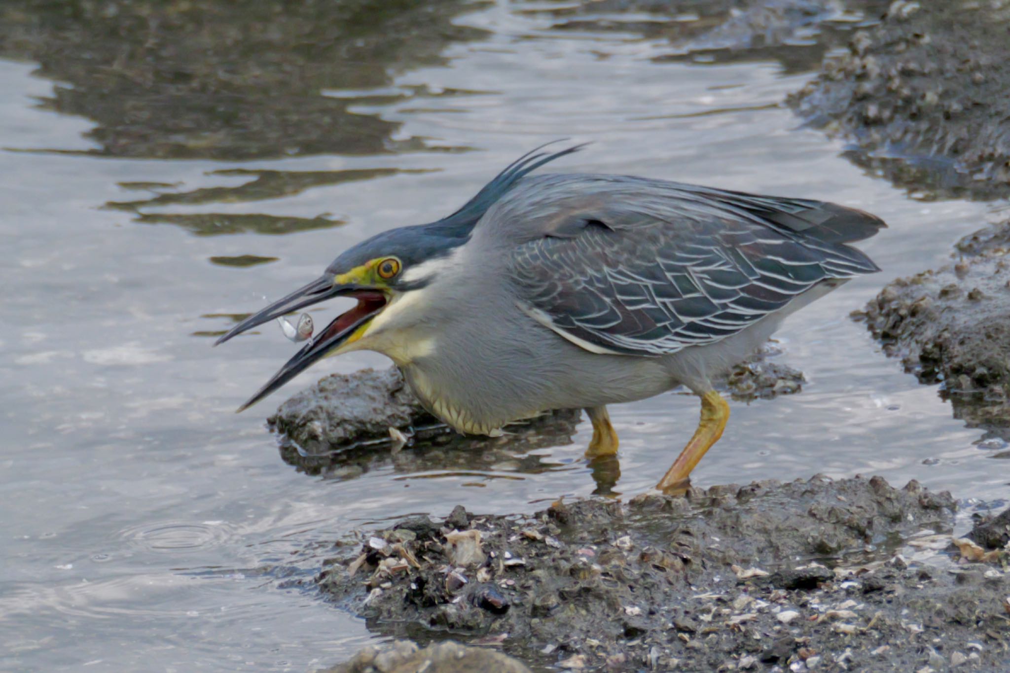 Photo of Striated Heron at 東京都 by biglife_birds