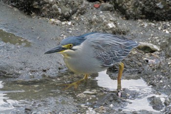 Striated Heron 東京都 Thu, 5/2/2024