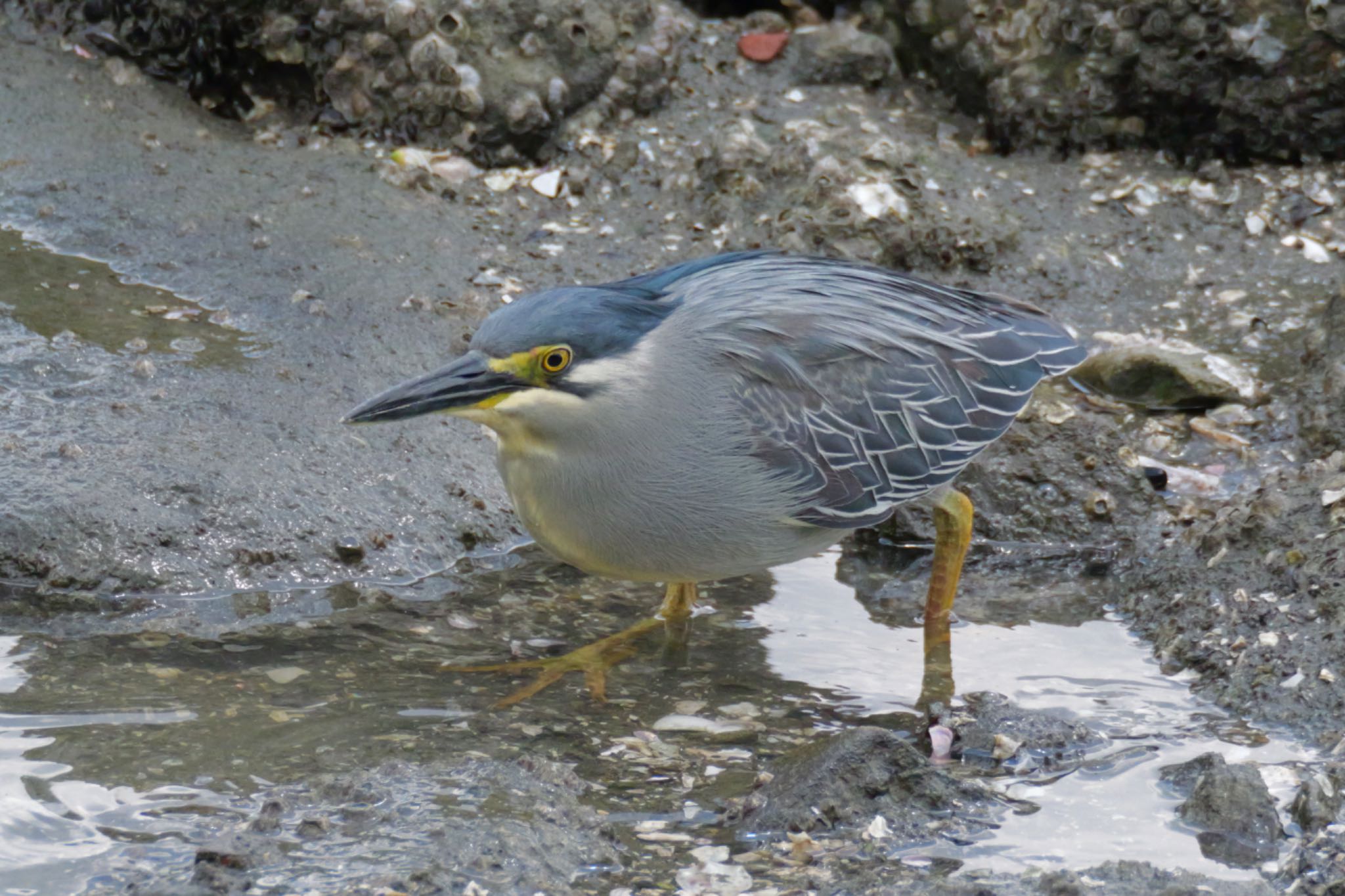 Photo of Striated Heron at 東京都 by biglife_birds