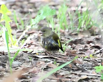 Grey-capped Greenfinch 大仙公園 Thu, 5/2/2024