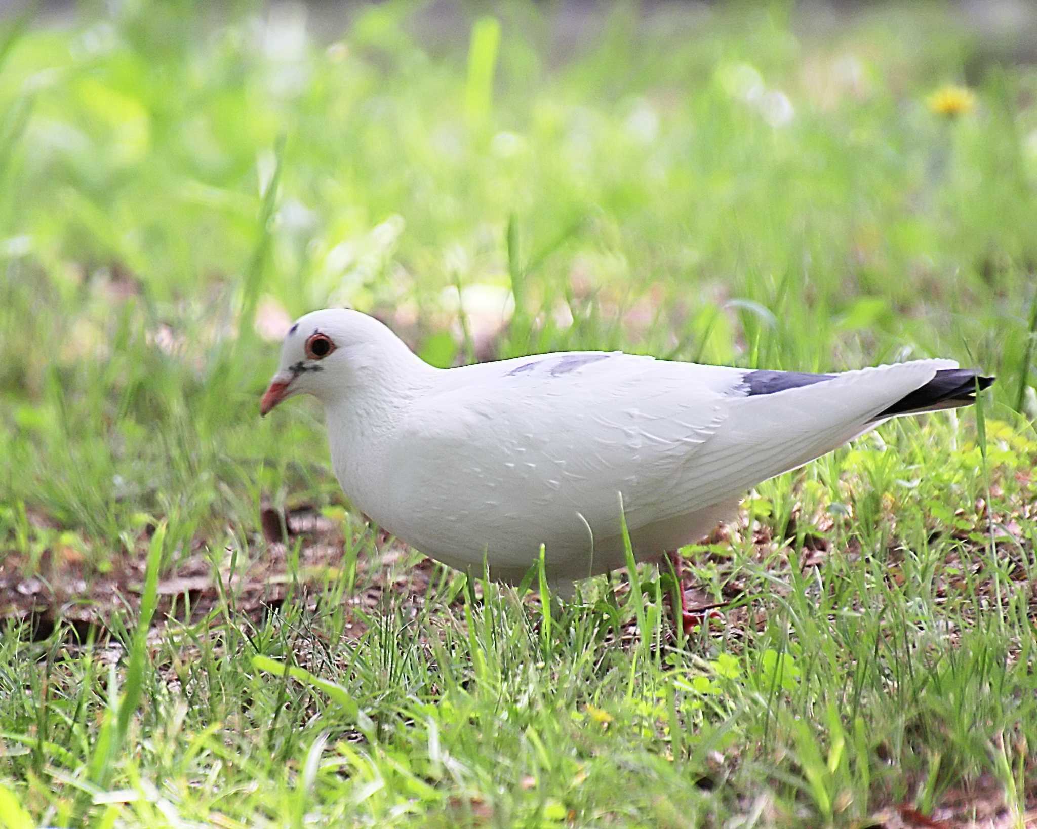 Photo of Rock Dove at 大仙公園 by Ken Mimura