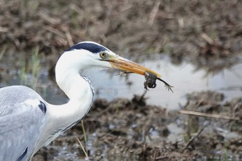 Grey Heron 近所の田んぼ Fri, 5/3/2024