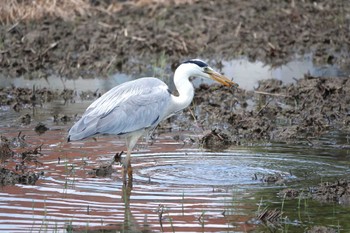 Grey Heron 近所の田んぼ Fri, 5/3/2024