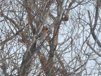 Eurasian Jay(brandtii) 札幌モエレ沼公園 Wed, 2/14/2024