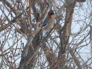 Eurasian Jay(brandtii) 札幌モエレ沼公園 Wed, 2/14/2024