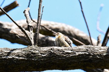 Japanese Pygmy Woodpecker Akashi Park Fri, 5/3/2024
