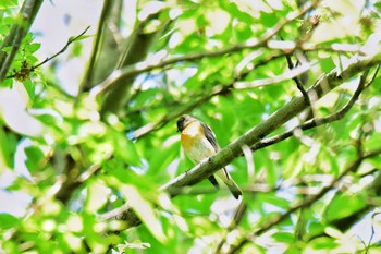 Mugimaki Flycatcher Akashi Park Fri, 5/3/2024