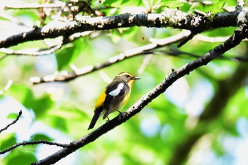 Narcissus Flycatcher Akashi Park Fri, 5/3/2024