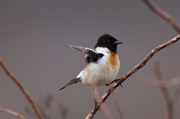 Amur Stonechat Senjogahara Marshland Sat, 4/27/2024