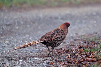 Copper Pheasant 大蔵高丸 Thu, 5/2/2024