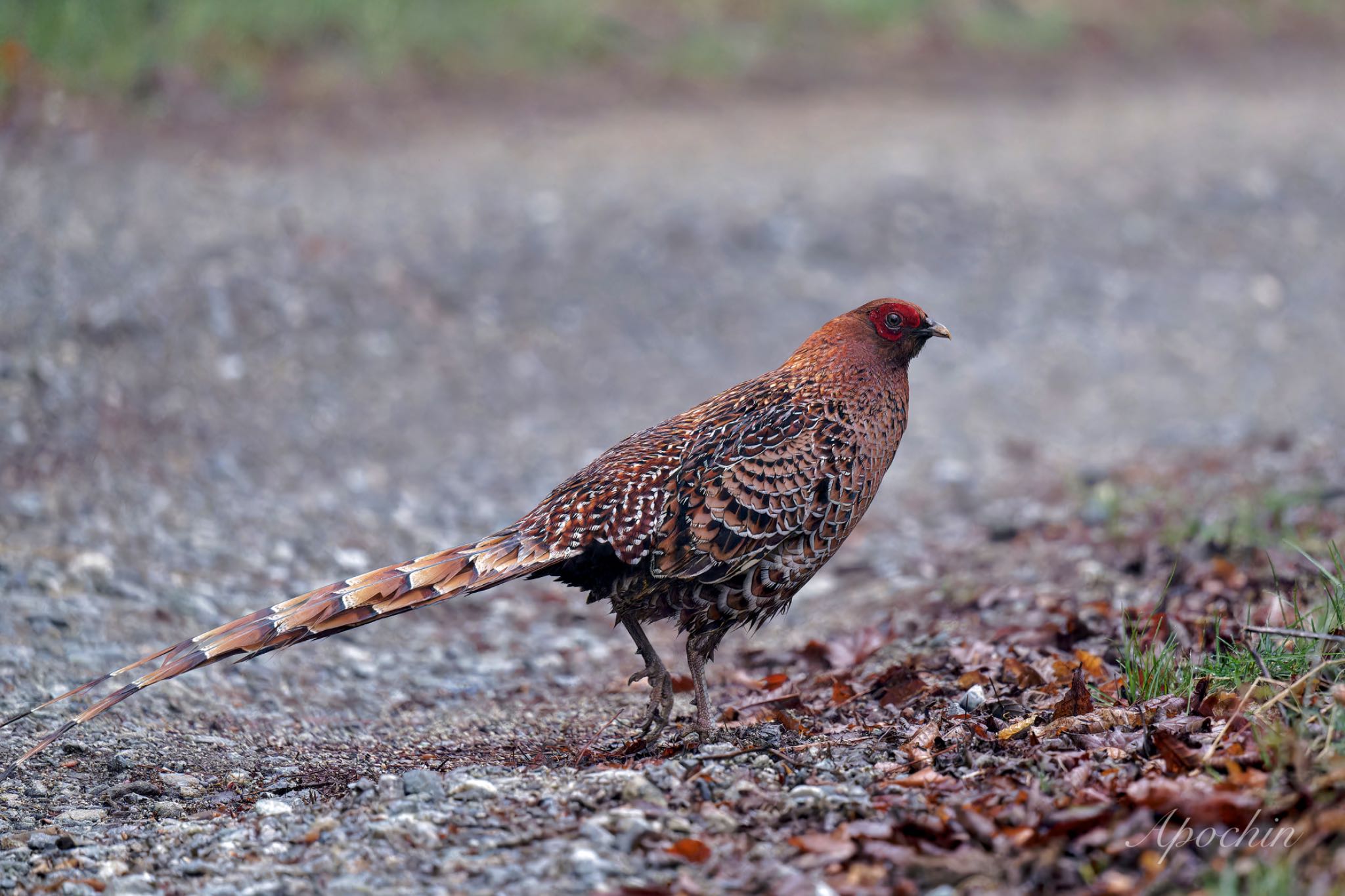 Copper Pheasant