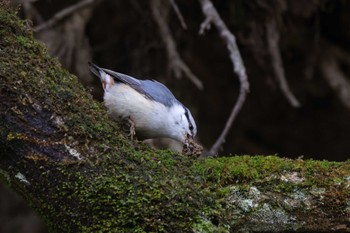 Eurasian Nuthatch Yanagisawa Pass Thu, 5/2/2024