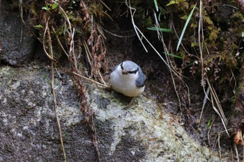 Eurasian Nuthatch Yanagisawa Pass Thu, 5/2/2024