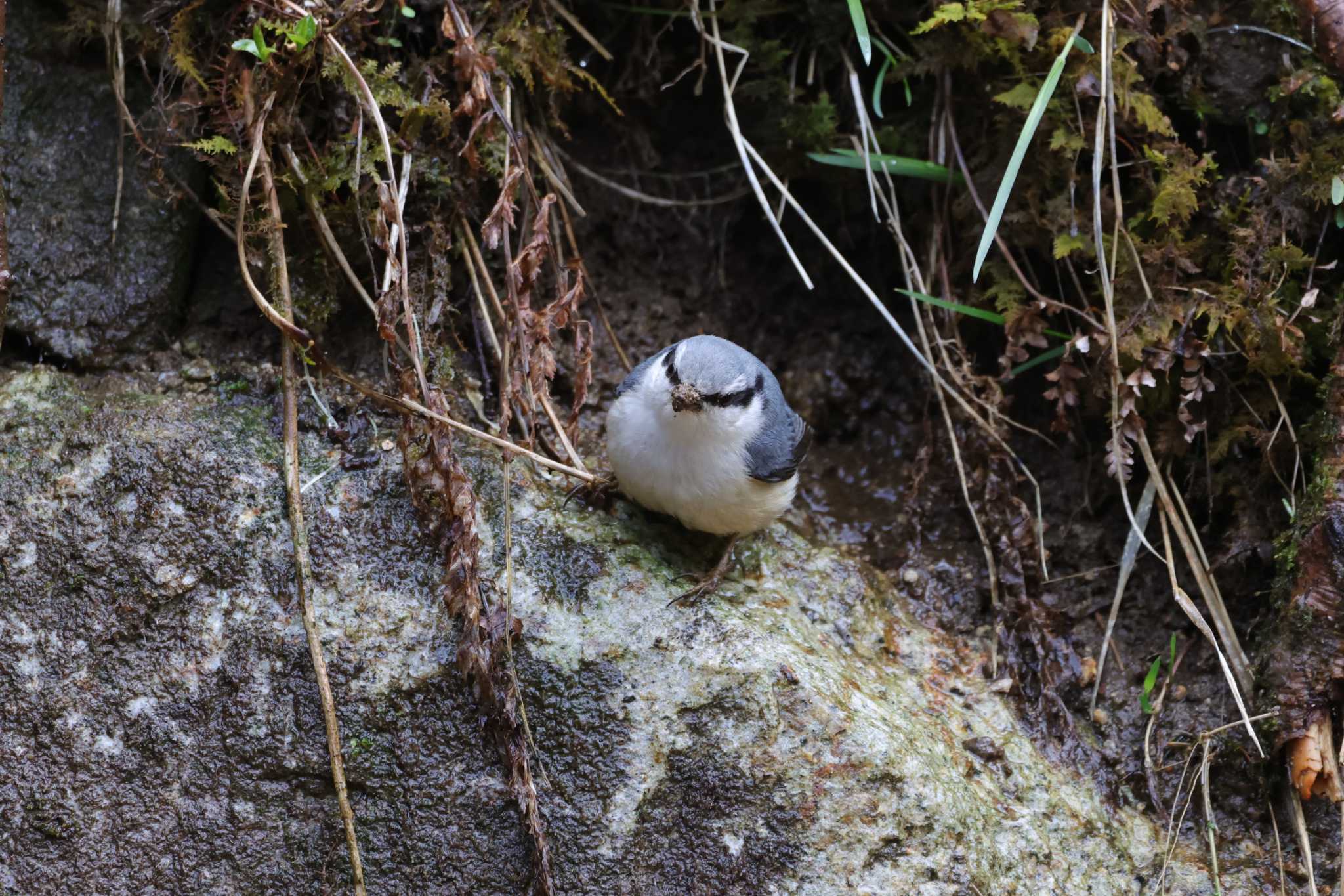 Photo of Eurasian Nuthatch at Yanagisawa Pass by kingfisher_hidaka