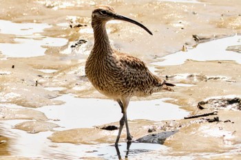 チュウシャクシギ 葛西臨海公園 2024年4月28日(日)