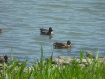 Eurasian Teal Tokyo Port Wild Bird Park Fri, 5/3/2024