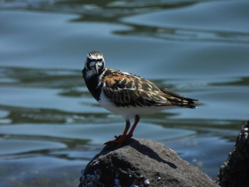 キョウジョシギ 東京港野鳥公園 2024年5月3日(金)