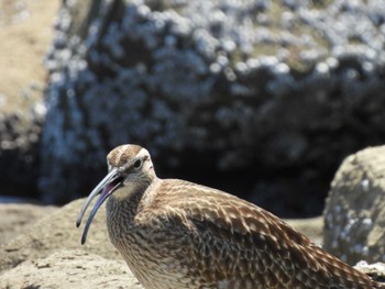 Eurasian Whimbrel Tokyo Port Wild Bird Park Fri, 5/3/2024