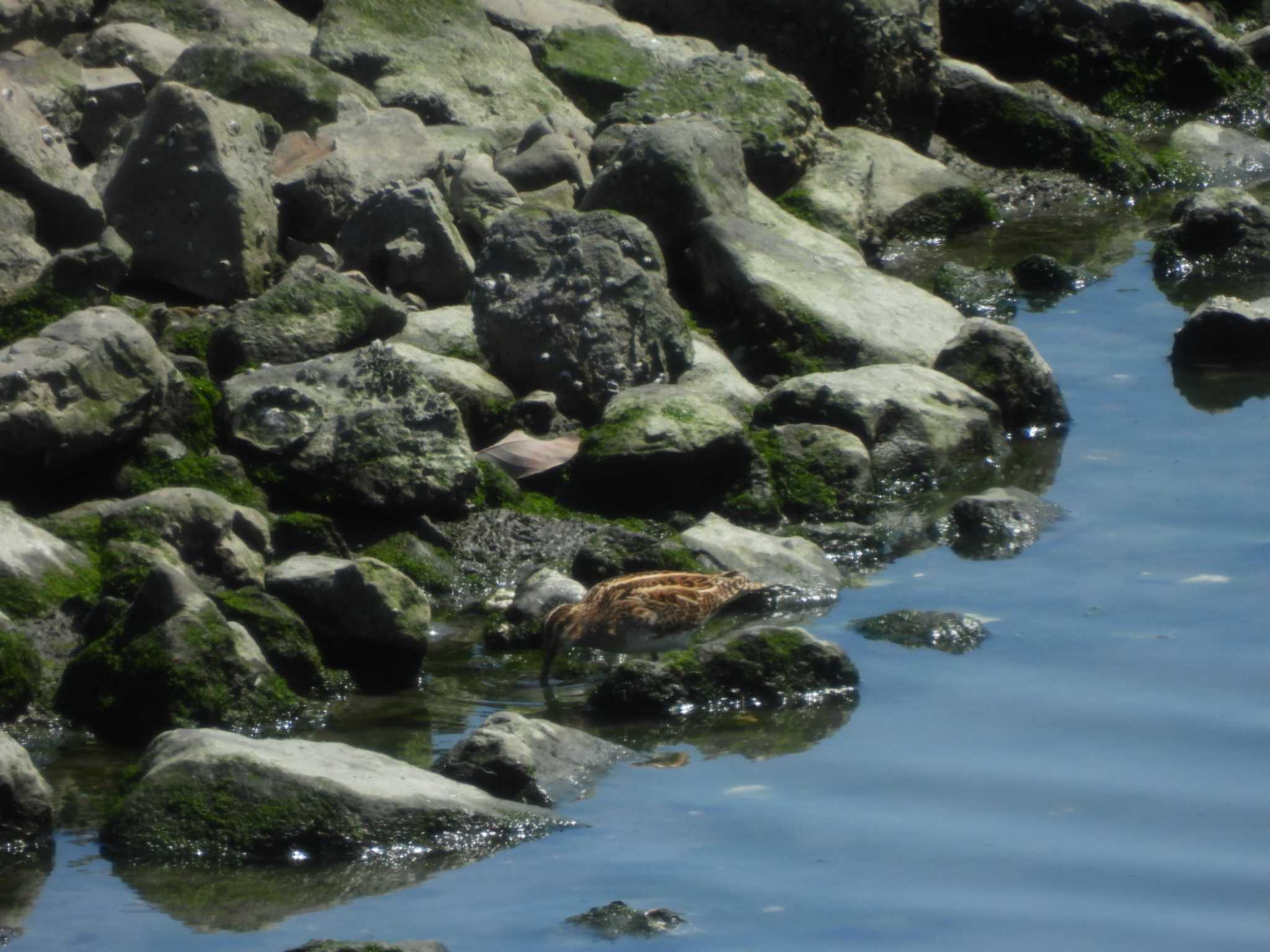 Photo of Common Snipe at Tokyo Port Wild Bird Park by ミサゴ好き🐦